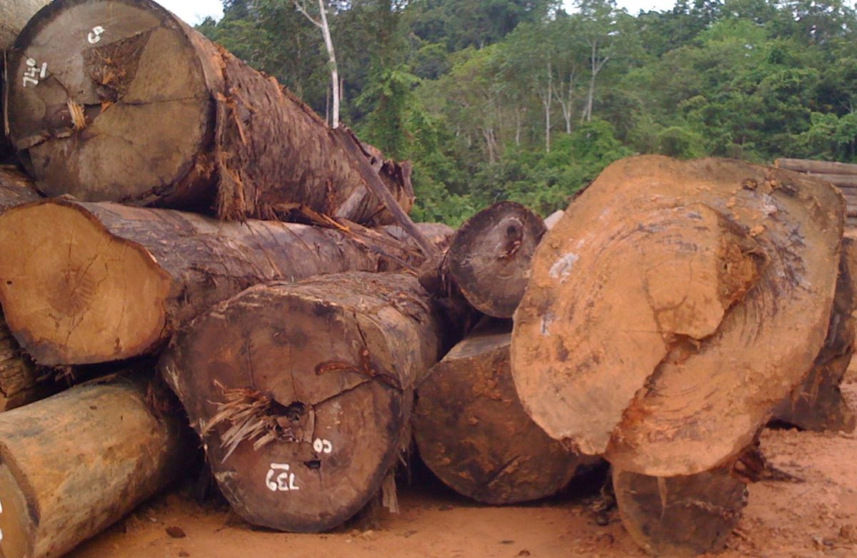 Bangkirai Timber Homes